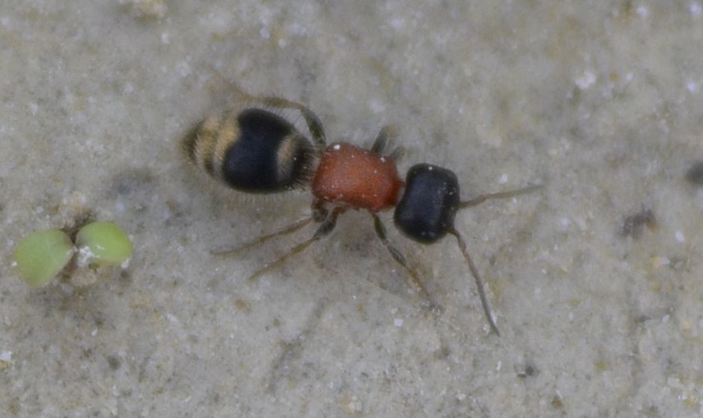 Formica ?: No,  Mutillidae: Myrmilla calva o M. capitata